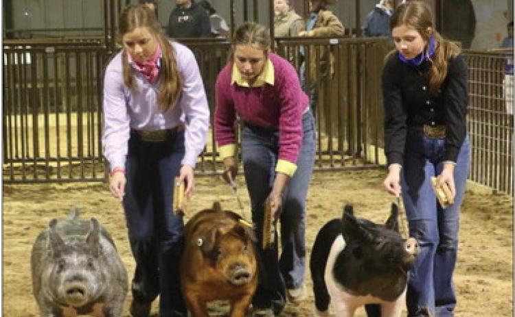 SWINE SWEEP