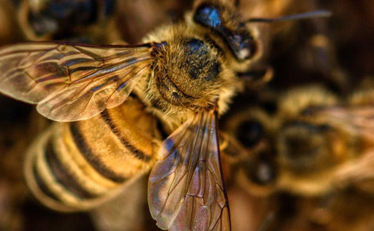 4,000 reasons to love bees