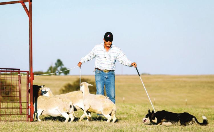 Dog trials Saturday at Circle T
