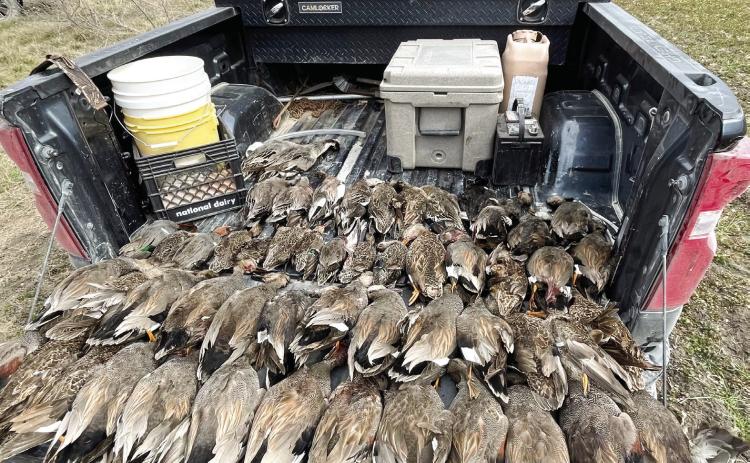 FOWL PLAY