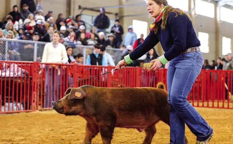 Top Hogs