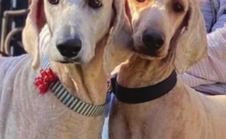 Something to bark about: Country Poodle Pastry makes tracks with treats