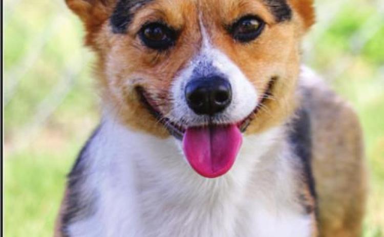 Play it safe with pets as summer temps rise