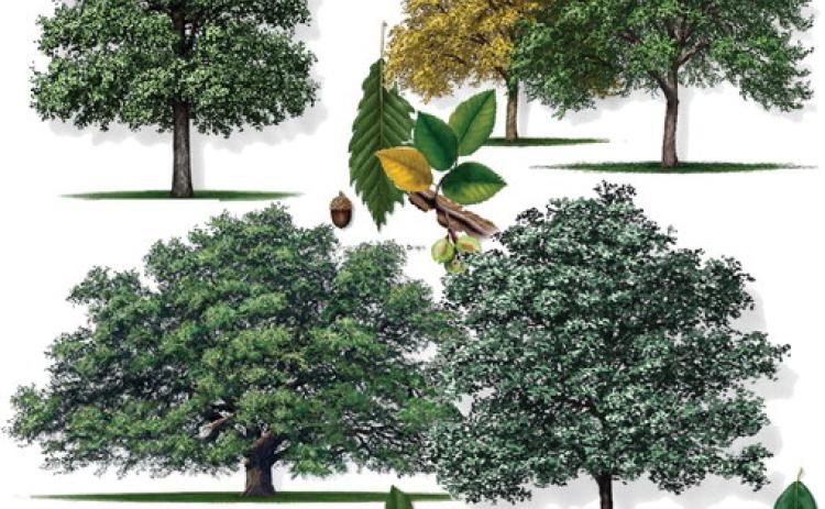 HCC plant sale includes trees, veggies, bluebonnets