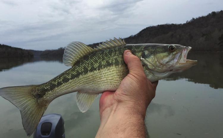 Anglers cast about for largemouth bass