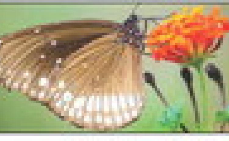 Ask a Master Gardener