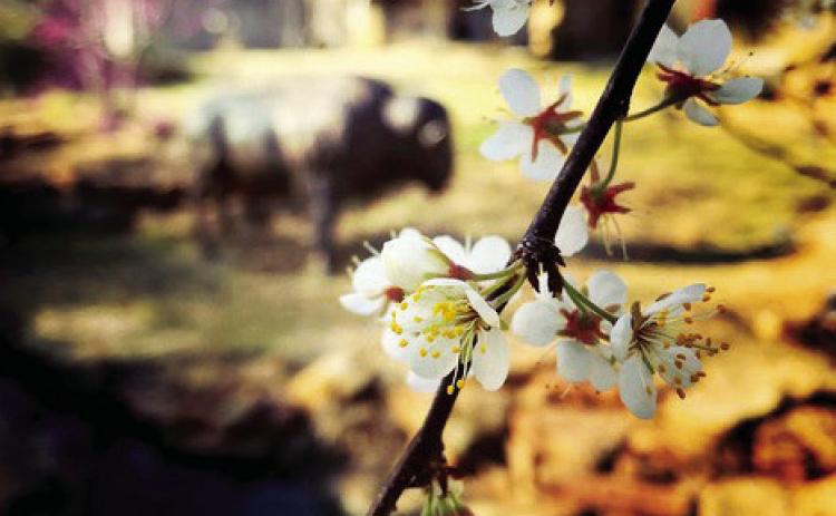 Spring Fling March 28 in G’waite
