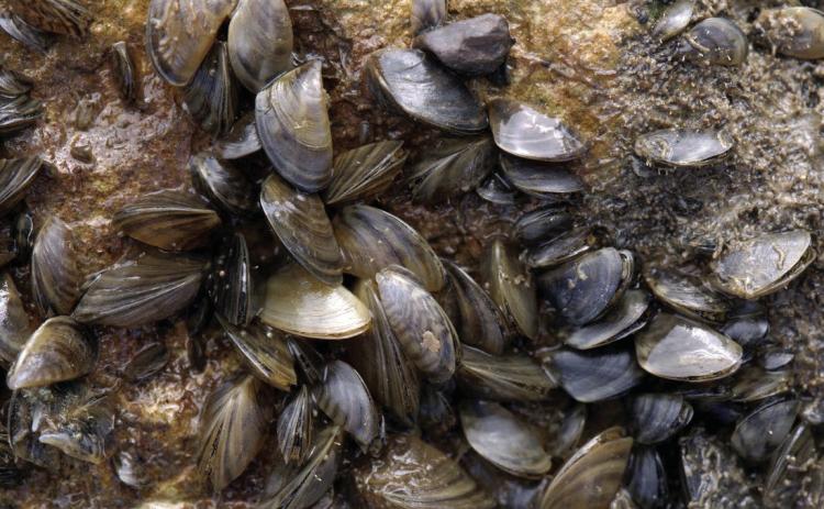 Abilene lake has zebra mussels