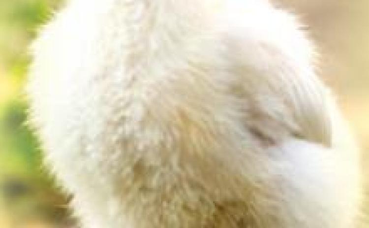 Sneak peep