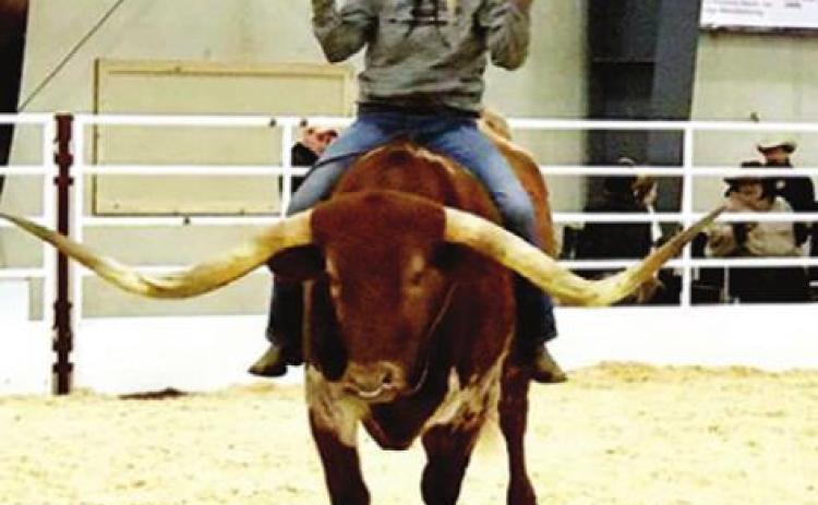 Longhorns at Circle T this weekend