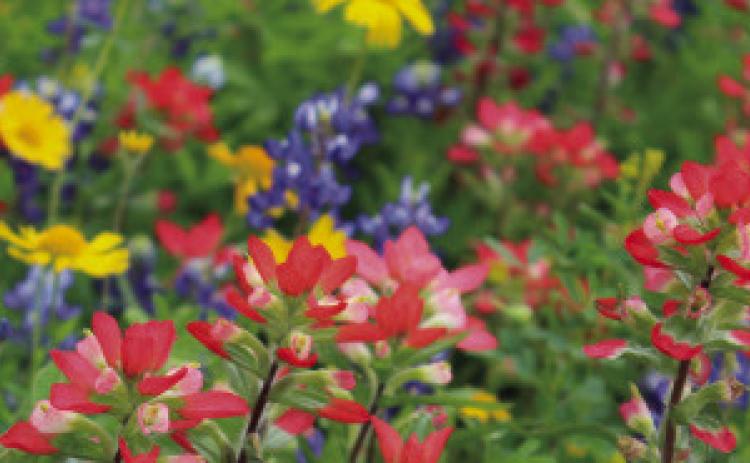 Texas wildflowers: WOW!