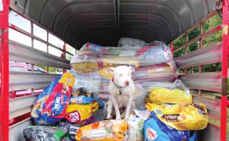 Helper of animals now needs help