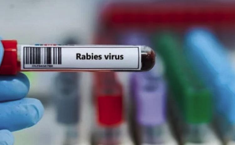 Hamilton Vet Clinic gives rabies questions a shot
